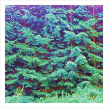 Load image into Gallery viewer, FOREVER HAPPY FREE ☼ Fairy Wonderland Alterations Most True {Photo Print} 10x10