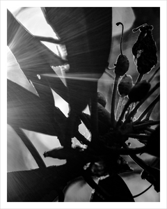 Begin Again plant photograph black and white photo 11x14