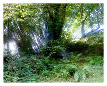 Load image into Gallery viewer, Glencar Miracle - Glencar Waterfall - County Leitrim photograph - tree photo - Dawn Richerson Soul of Ireland photo - 11x14