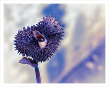 Load image into Gallery viewer, Love Song winter nature photograph Dawn Richerson 11x14