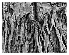 Load image into Gallery viewer, The Weight of Responsibility tree bark photograph Blue Ridge Parkway black and white photo 11x14
