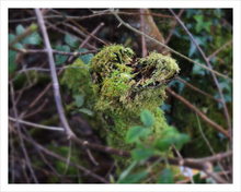Load image into Gallery viewer, This Kiss Soul of Ireland Nature of Love Photograph Valentine's Day Walk Dawn Richerson 11x14