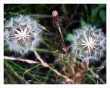 Load image into Gallery viewer, TOGETHER IN WHATEVER WORLD ☼ Soul of Nature {Photo Print} 11x14