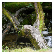 Load image into Gallery viewer, Upraised - Faithscapes photo of tree in France - crucifixion - Jesus - tree photo 12x12