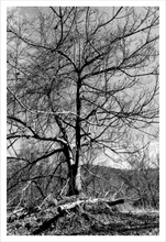 Load image into Gallery viewer, Fugue winter nature photograph black and white tree photo Dawn Richerson 12x18