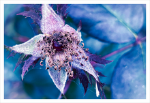Load image into Gallery viewer, HER FROSTED DREAM ☼ Winter Walk #3 Nature of Rest {Photo Print}
