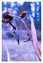Load image into Gallery viewer, Honoring What Has Been Winter Walk Winter nature photograph Dawn Richerson 12x18