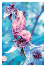 Load image into Gallery viewer, QUEEN OF THE FOREST FAIRIES ☼ Winter Walk #3 Nature of Rest {Photo Print}