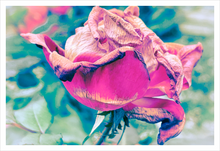 Load image into Gallery viewer, SHE RIDES ON THE ROSE-PETALLED DRAGON ☼ Winter Walk #3 Nature of Rest {Photo Print}