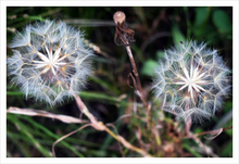 Load image into Gallery viewer, TOGETHER IN WHATEVER WORLD ☼ Soul of Nature {Photo Print} 12x18