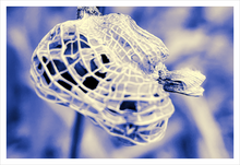 Load image into Gallery viewer, Turtle on the Move winter nature photograph Dawn Richerson 12x18
