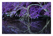 Load image into Gallery viewer, WHERE WE MEET AGAIN ☼ Alterations Most True {Photo Print} 12x8