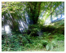 Load image into Gallery viewer, Glencar Miracle - Glencar Waterfall - County Leitrim photograph - tree photo - Dawn Richerson Soul of Ireland photo - 16x20