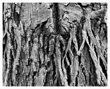 Load image into Gallery viewer, The Weight of Responsibility tree bark photograph Blue Ridge Parkway black and white photo 16x20