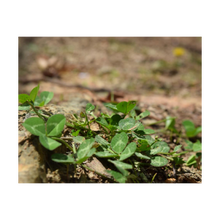 Load image into Gallery viewer, CLOVER COMMUNITY ☼ Soul of Nature {Photo Print} 4x5