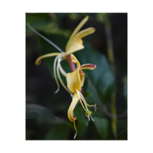 Load image into Gallery viewer, The Delicate Dancer - Soul of Nature - Nature of Life - Nature Photograph by Dawn Richerson 4x5