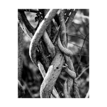 Load image into Gallery viewer, ENTWINED WITH LIFE ☼ Color of Conviction│Blue Ridge {Photo Print} 4x5
