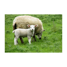 Load image into Gallery viewer, EWE AND ME ☼ Soul of Ireland {Photo Print} 4x6