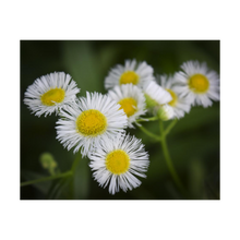 Load image into Gallery viewer, Focus on the Finer Things - Life & Art in the Time of Coronavirus - Dawn Richerson Photography 4x5