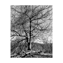 Load image into Gallery viewer, FUGUE ☼ Winter Walk #1 Nature of Rest {Photo Print}