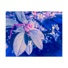Load image into Gallery viewer, WINTER FRINGE ☼ Winter Walk #3 Nature of Rest {Photo Print}