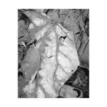 Load image into Gallery viewer, RENDEZVOUS W/ HER SOUL ☼ Color of Conviction│Blue Ridge {Photo Print} 4x5
