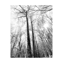 Load image into Gallery viewer, RISE OF THE WINTER MYSTICS ☼ Winter Walk #1 Nature of Rest {Photo Print} 4x5