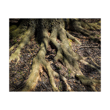 Load image into Gallery viewer, ROOTED AND READY ☼ Soul of Nature {Photo Print}