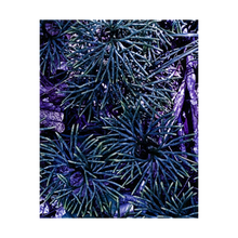 Load image into Gallery viewer, SCATTERED STARS ☼ Alterations Most True {Photo Print}