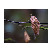 Load image into Gallery viewer, Shared Sorrow ☼ Soul of Nature {Photo Print} Photo Print New Dawn Studios 4x5