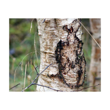 Load image into Gallery viewer, Again She Dances Among the Trees 4x5