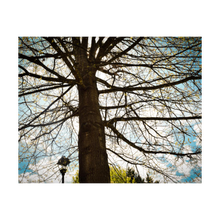 Load image into Gallery viewer, Silent Witness ☼ Soul of Nature {Photo Print} Photo Print New Dawn Studios 4x5 Card