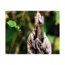 Load image into Gallery viewer, SLOW DANCING ☼ Nature of Love / Soul of Nature {Photo Print}