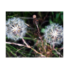 Load image into Gallery viewer, TOGETHER IN WHATEVER WORLD ☼ Soul of Nature {Photo Print} 4x5
