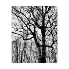 Load image into Gallery viewer, UP IN ARMS ☼ Color of Conviction│Blue Ridge {Photo Print} 4x5