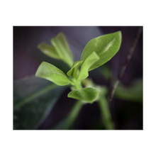 Load image into Gallery viewer, WE'RE STILL HERE FOR YOU ☼ Soul of Nature {Photo Print} 4x5 Card