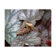 Load image into Gallery viewer, WHILE WE WERE SLEEPING ☼ Alterations Most True {Photo Print} 4x5