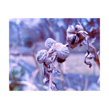Load image into Gallery viewer, WRAPPING THINGS UP ☼ Winter Walk #2 Nature of Rest {Photo Print} 4x5