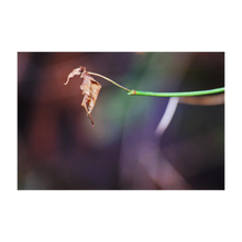 Load image into Gallery viewer, BE THE DANCING FOOL ☼ Nature of Love & Soul of Ireland {Photo Print} 4x6 leaf photo The Fool