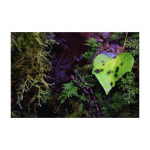 Load image into Gallery viewer, For the Love of This Life Soul of Ireland Photo 4x6