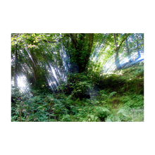 Load image into Gallery viewer, Glencar Miracle - Glencar Waterfall - County Leitrim photograph - tree photo - Dawn Richerson Soul of Ireland photo - 4x6