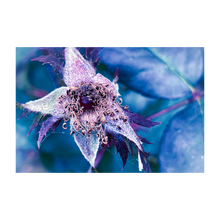Load image into Gallery viewer, HER FROSTED DREAM ☼ Winter Walk #3 Nature of Rest {Photo Print}