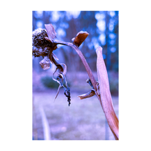 Load image into Gallery viewer, Honoring What Has Been Winter Walk Winter nature photograph Dawn Richerson 4x6