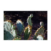Load image into Gallery viewer, Present to Our Prickly Past - Spirit of the Southwest cactus photo - The Nature of Love Series - Dawn Richerson 4x5