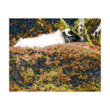 Load image into Gallery viewer, Surprise Sheep Ireland Photo Alterations Most True Ireland Photo Dawn Richerson 4x6

