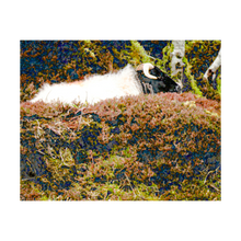 Load image into Gallery viewer, Surprise Sheep Ireland Photo Alterations Most True Ireland Photo Dawn Richerson 4x6