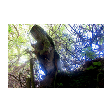 Load image into Gallery viewer, Testimony of Light - Glencar Waterfalll County Leitrim Ireland tree photograph 4x6