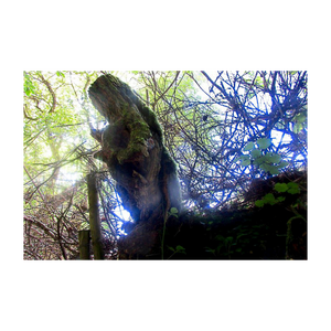 Testimony of Light - Glencar Waterfalll County Leitrim Ireland tree photograph 4x6