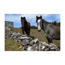 Load image into Gallery viewer, TWO HORSES AT KNOCKNARAE ☼ Soul of Ireland {Photo Print} 4x6