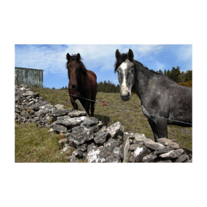 TWO HORSES AT KNOCKNARAE ☼ Soul of Ireland {Photo Print} 4x6